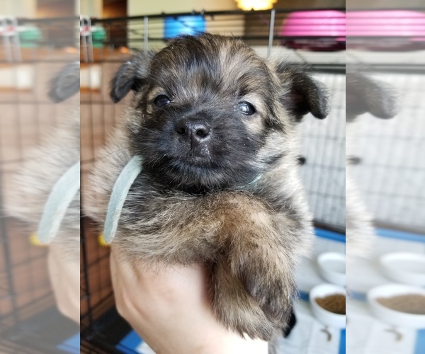 Medium Photo #7 Pom-A-Nauze Puppy For Sale in CANBY, OR, USA