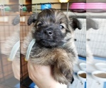 Small Photo #7 Pom-A-Nauze Puppy For Sale in CANBY, OR, USA