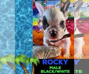 French Bulldog Puppy for sale in HEATHROW, FL, USA