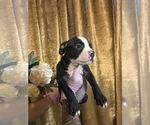 Puppy Puppy 4 American Bully