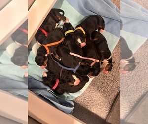 Bernese Mountain Dog Litter for sale in VERMILLION, SD, USA