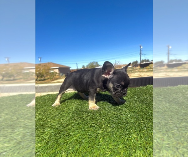 Medium Photo #16 French Bulldog Puppy For Sale in SANTA MONICA, CA, USA