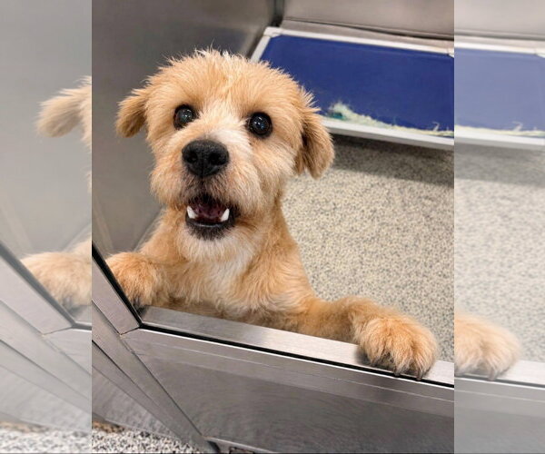 Medium Photo #4 Mutt Puppy For Sale in Euless, TX, USA
