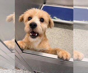 Shaggy - Male Mutt Dog for Adoption - Photo #4