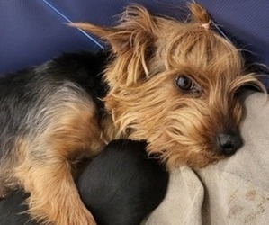 Mother of the Yorkshire Terrier puppies born on 03/01/2024