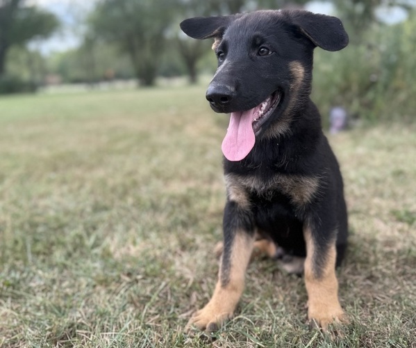 Medium Photo #2 German Shepherd Dog Puppy For Sale in HOLDEN, MO, USA