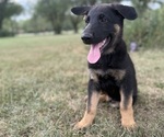 Small #1 German Shepherd Dog