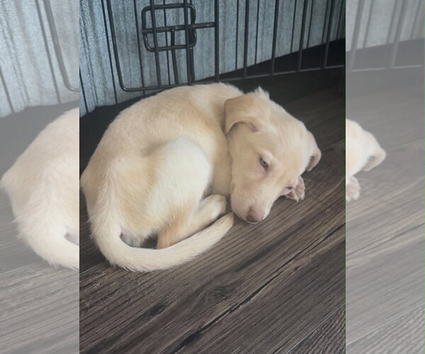Medium Photo #2 Labrador Retriever-Unknown Mix Puppy For Sale in MIDWAY, UT, USA