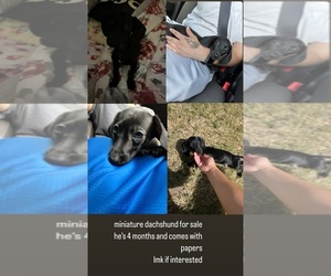 Dachshund Puppy for sale in DALLAS, TX, USA