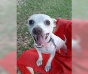 Noveno - Male Chihuahua-Unknown Mix Dog for Adoption - Photo #2