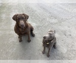Small Photo #10 Labrador Retriever Puppy For Sale in LIVINGSTON, CA, USA