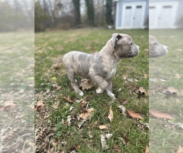 Medium Photo #13 American Bully Puppy For Sale in LANCASTER, PA, USA