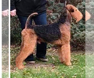 Father of the Airedale Terrier puppies born on 12/14/2022