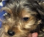 Small #3 Yorkshire Terrier
