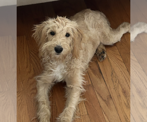 Medium Photo #6 Mutt Puppy For Sale in Brooklyn, NY, USA