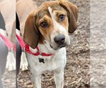 Small Photo #6 English Foxhound-Unknown Mix Puppy For Sale in Canton, CT, USA