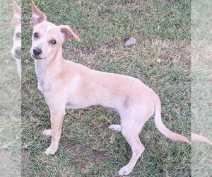 Auto - Male Chihuahua-Unknown Mix Dog for Adoption - Photo #2