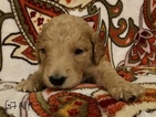 Small Photo #3 Goldendoodle Puppy For Sale in EAST ELLIJAY, GA, USA
