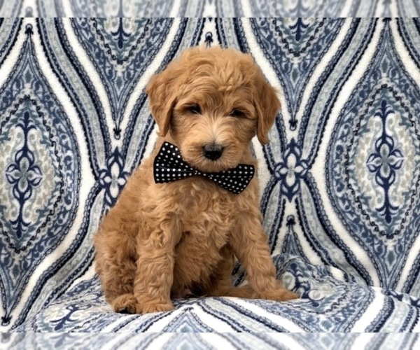 Medium Photo #10 Goldendoodle-Poodle (Standard) Mix Puppy For Sale in LAKELAND, FL, USA