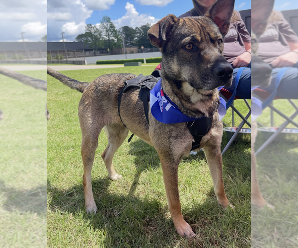 Medium Photo #3 Mutt Puppy For Sale in Boston, MA, USA