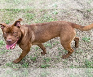Ruby - Female Coonhound-Labrador Retriever Mix Dog for Adoption - Photo #2