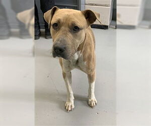 American Pit Bull Terrier-Unknown Mix Dogs for adoption in Corpus Christi, TX, USA