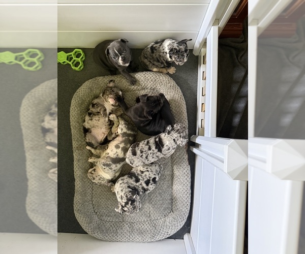 Medium Photo #1 French Bulldog Puppy For Sale in MAPLE LAKE, MN, USA