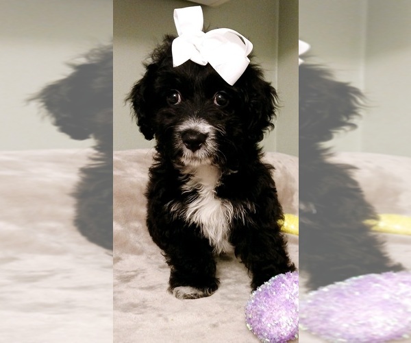 Medium Photo #3 Poodle (Toy)-Yorkshire Terrier Mix Puppy For Sale in BURLINGTON, MA, USA