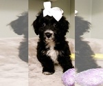 Small #2 Poodle (Toy)-Yorkshire Terrier Mix