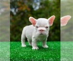 Small French Bulldog