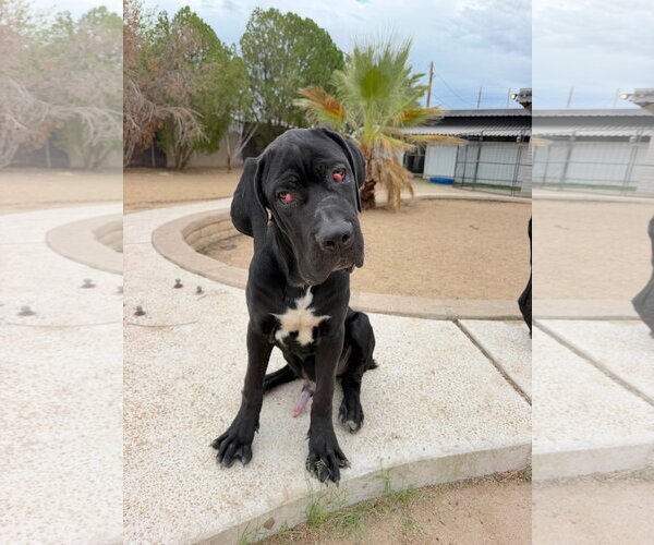 Medium Photo #3 Mutt Puppy For Sale in Goodyear, AZ, USA