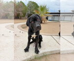Small Photo #3 Mutt Puppy For Sale in Goodyear, AZ, USA