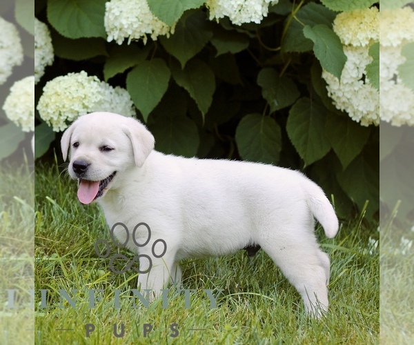 Medium Photo #3 Labrador Retriever Puppy For Sale in PARADISE, PA, USA