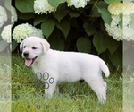 Small #2 Labrador Retriever