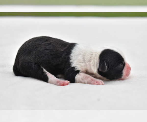 Medium Photo #4 Shih Aussie Puppy For Sale in PALM COAST, FL, USA