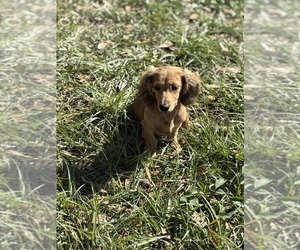 Dachshund Puppy for sale in DAYTONA BEACH, FL, USA
