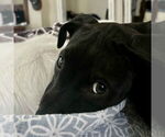 Small #4 Labrador Retriever Mix