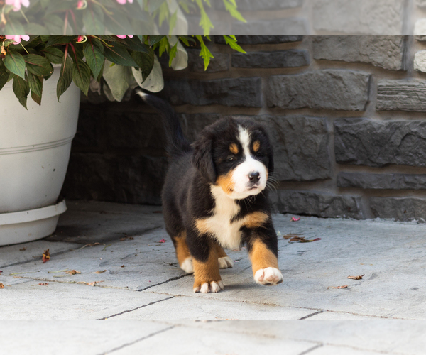 Medium Photo #6 Bernese Mountain Dog Puppy For Sale in MILLERSBURG, IN, USA