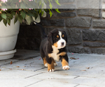 Small #5 Bernese Mountain Dog