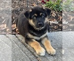 Puppy Maisy Alaskan Shepherd