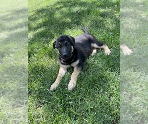 German Shepherd Dog Puppy for sale in DOWNERS GROVE, IL, USA