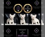 Puppy Draco Malfoy French Bulldog