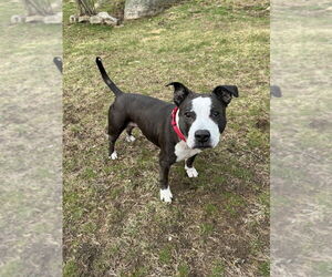 King (from NYC) - Male American Pit Bull Terrier-Staffordshire Bull Terrier Mix Dog for Adoption - Photo #13