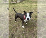 Small #12 American Pit Bull Terrier-American Staffordshire Terrier Mix