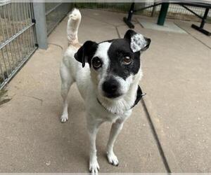 Mutt Dogs for adoption in Martinez, CA, USA