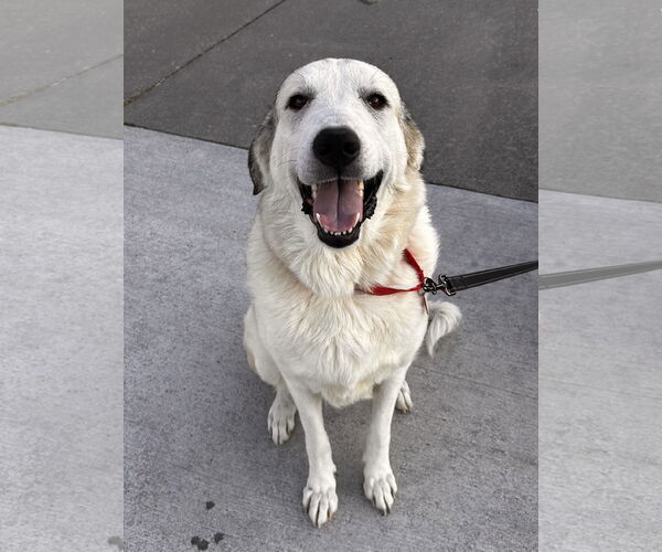 Medium Photo #7 Anatolian Shepherd-Great Pyrenees Mix Puppy For Sale in Stephens City, VA, USA