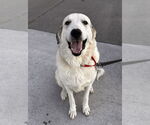 Small #6 Anatolian Shepherd-Great Pyrenees Mix