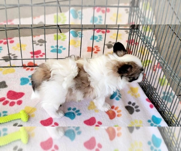 Medium Photo #8 Papitese Puppy For Sale in ORO VALLEY, AZ, USA