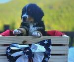 Puppy Augie Bernese Mountain Dog