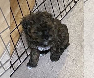 Poodle (Miniature) Puppy for sale in GLOUCESTER, VA, USA